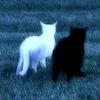 meow_ranii