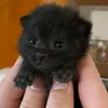 eo_licooo