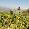 dipendra.chandi2