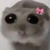 chokixcx