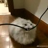 sam_betrayed