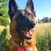 ronmalinois