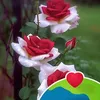 huong.nguyen3707