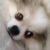 lapka_1603_famyli