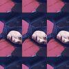 syaaa_wony