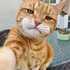 funcatoftiktok