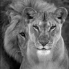 sultan.el3