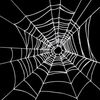 spider.web9