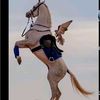 hussain.hussain9047