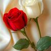 maryamrajpoo18