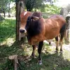 elgrillonica