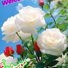 gulkhan4873