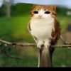 meowl86405