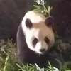 panda.rey.louna