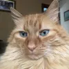 el.gato.lucas10