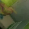 santinito1245