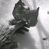 torenissa1