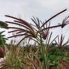 ekamki2