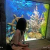 haiyen_lan