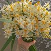 narges0969