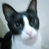 nyan7332