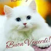 carmela.gregu