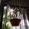 hieu31051981