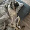 Talas_the_Kangal🐾