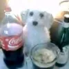 sobaka_cola2