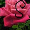 wahidwahid0668