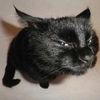 blckcat666