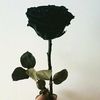 dyanti555