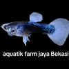 aquatikframnusantarazaki