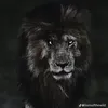 mama_ferawn1