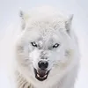 wolf_akila