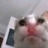 duckbruh3