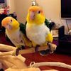 cute.parrot7