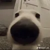 ewagrey