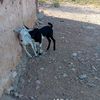 abdikarin.maxamed0