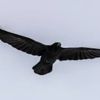 blackbird1962