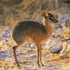 chevrotain7