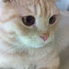 nao_6029