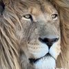 leo797647