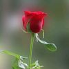 faisal.usman88