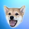Cody The Shiba Inu 🦊