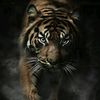 🐯 الــنــمـــر 18 🐯
