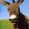 hakimpqgh9z