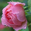 judy.ayman2