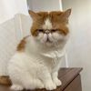 meatballthecat310