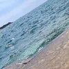 leonard_vlora_raja461422